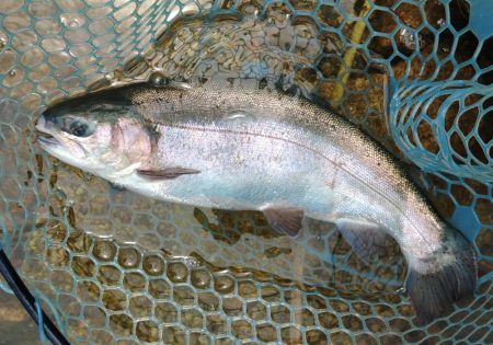 今季２匹目のイトウをキャッチ ～フィッシン…